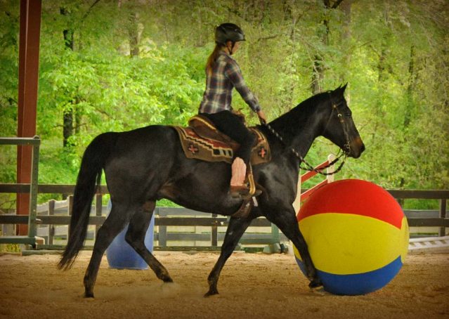 011-gunner-AQHA-gelding-for-sale