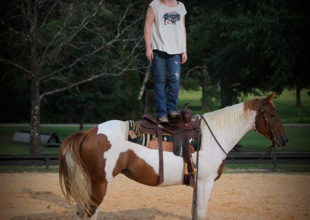 012-Amiga-APHA-Mare-For-Sale