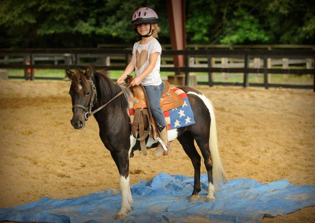 013-Candy-Paint-pony-for-sale