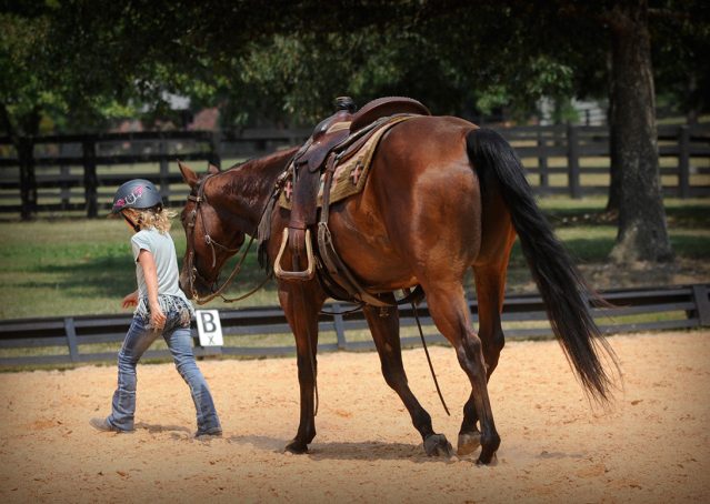 013-Colonel-AQHA-bay-gelding-for-sale