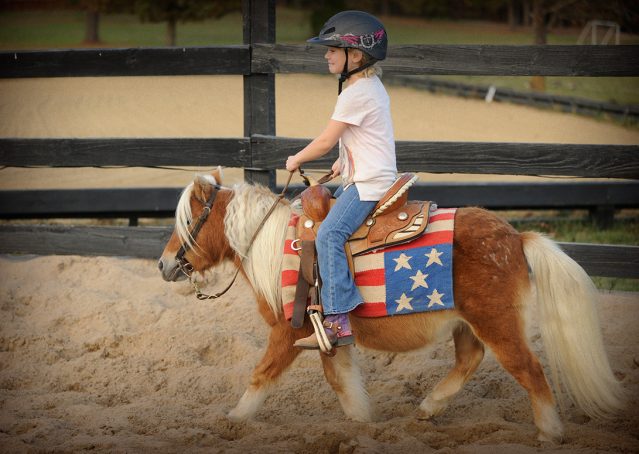 013-Huck-Fin-Pony-For-Sale