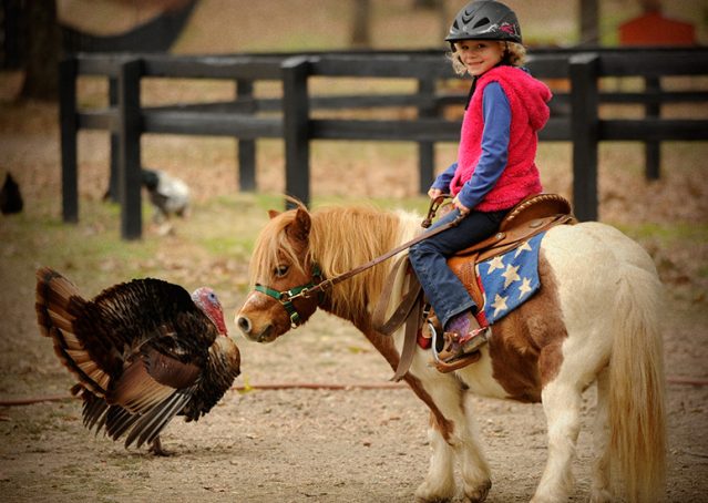013-Poncho-Paint-pony-for-sale