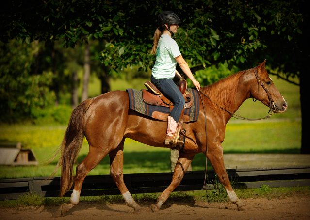 013-Smarty-AQHA-gelding-for-sale (1)