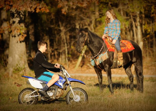 013-Thunder2-black-aqha-gelding-for-sale