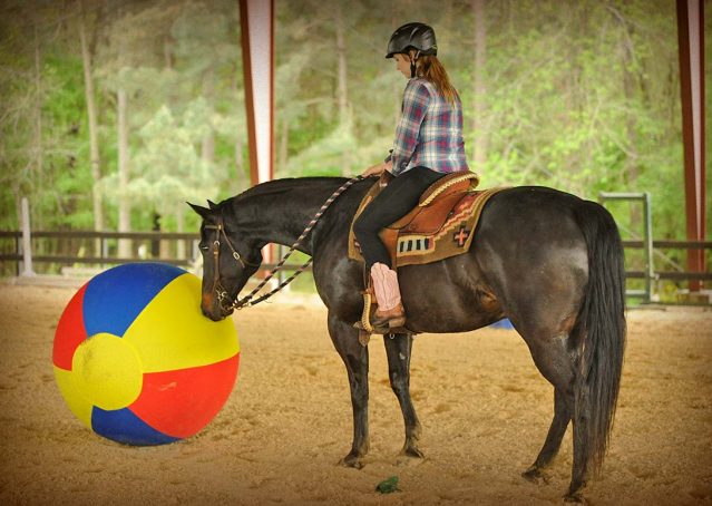 013-gunner-AQHA-gelding-for-sale