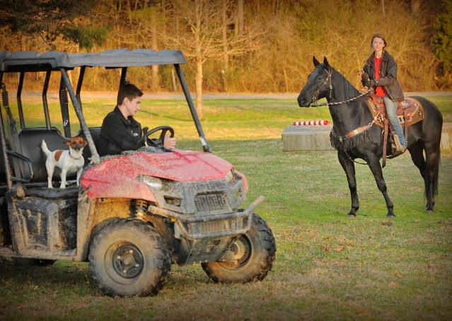 014-Cajun-Black-quarter-horse-for-sale