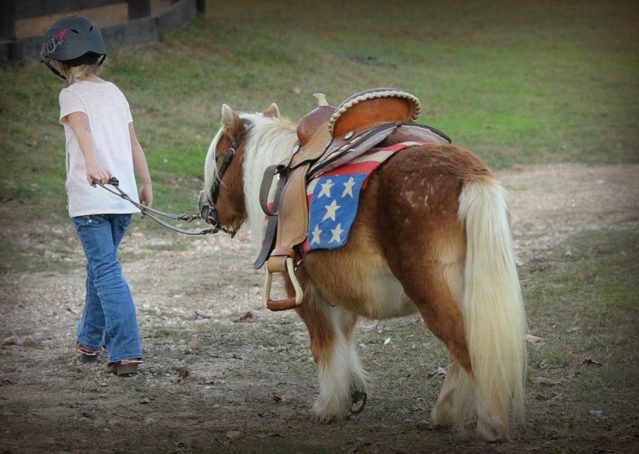 014-Huck-Fin-Pony-For-Sale