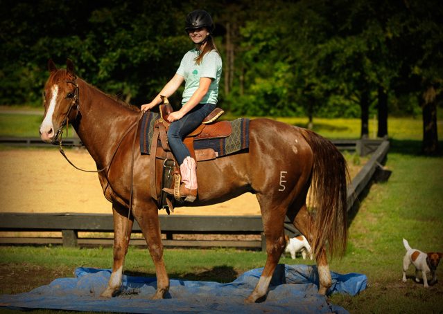 014-Smarty-AQHA-gelding-for-sale (1)