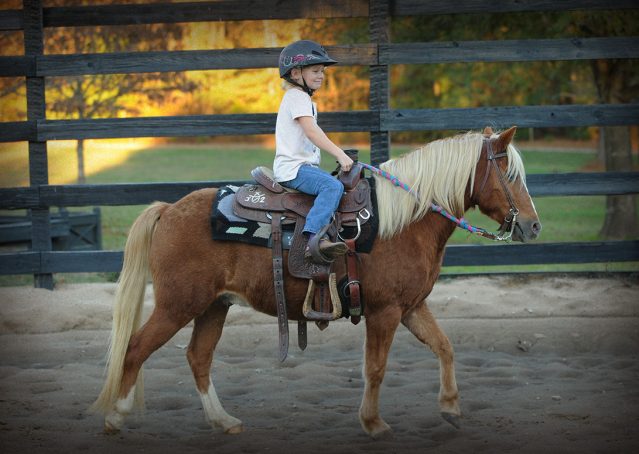 014-Sonney-Chestnut-pony-for-sale