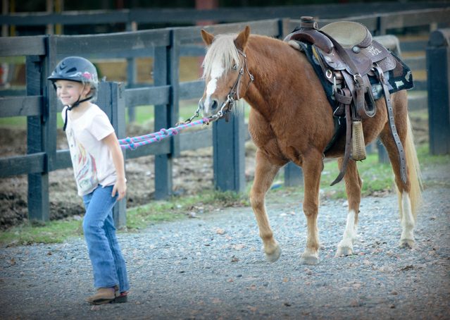 015-Sonney-Chestnut-pony-for-sale