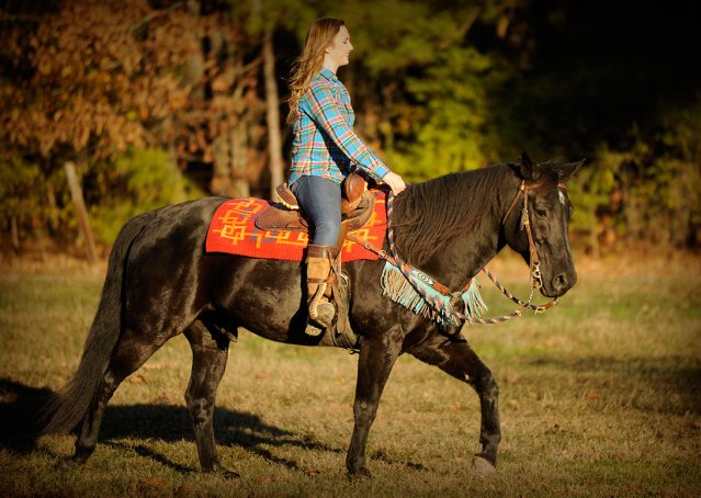 015-Thunder2-black-aqha-gelding-for-sale