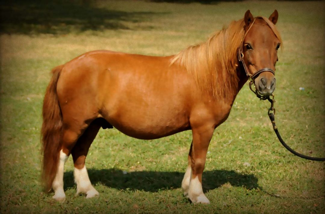 015beginnerkidsridingponyforsalehorseofmydreams Horse of My Dreams