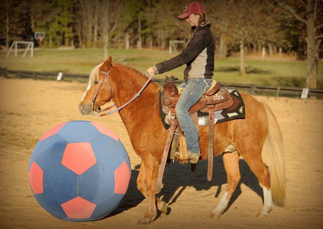 016-Sonney-Chestnut-pony-for-sale