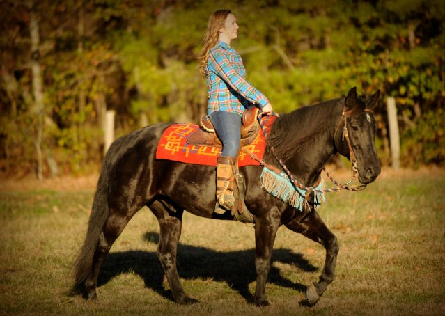 016-Thunder2-black-aqha-gelding-for-sale