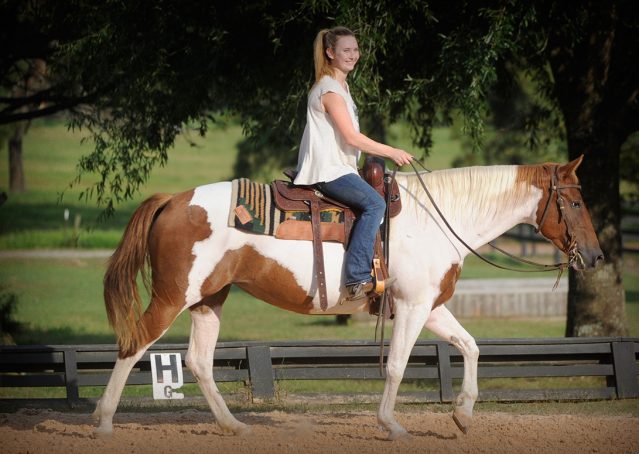 017-Amiga-APHA-Mare-For-Sale