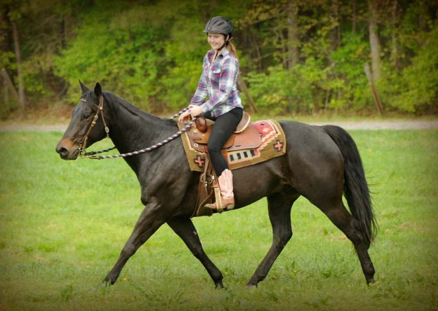 017-gunner-AQHA-gelding-for-sale