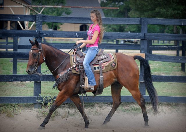 018-Colonel-AQHA-bay-gelding-for-sale