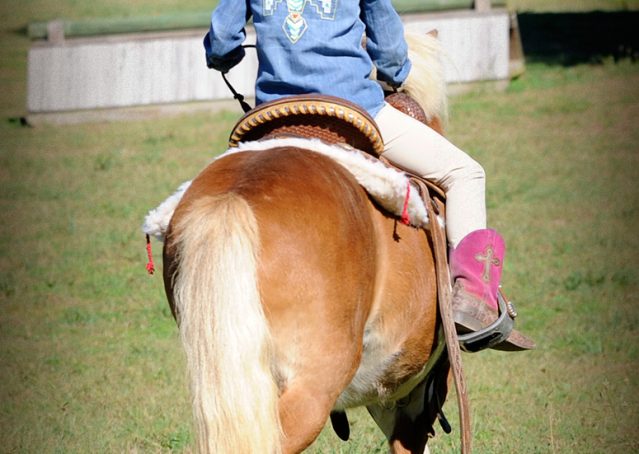 018-Paddington-pony-gelding-for-sale