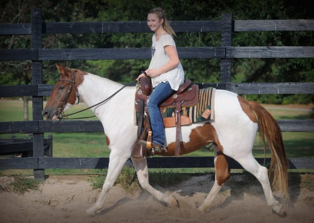 019-Amiga-APHA-Mare-For-Sale