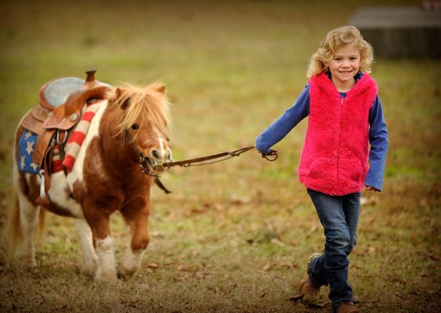 019-Poncho-Paint-pony-for-sale