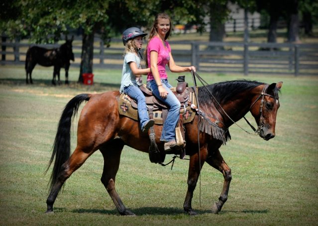 020-Colonel-AQHA-bay-gelding-for-sale