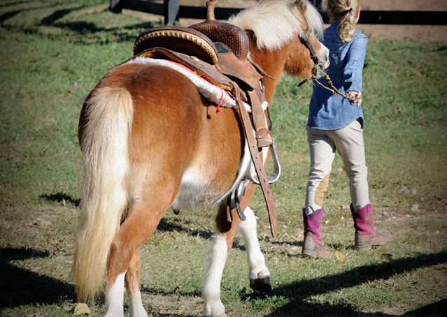 020-Paddington-pony-gelding-for-sale