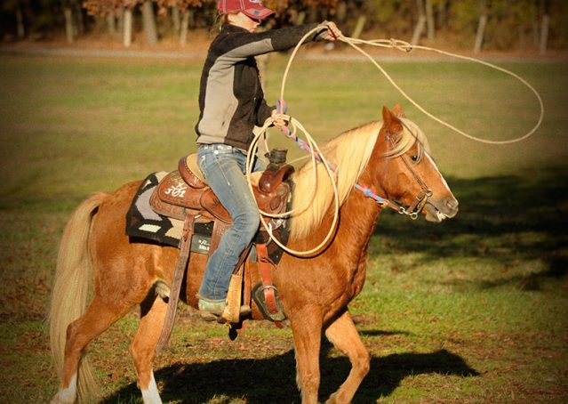 020-Sonney-Chestnut-pony-for-sale