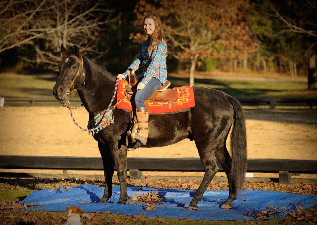 020-Thunder2-black-aqha-gelding-for-sale