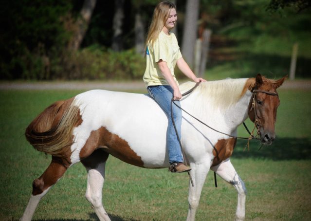 021-Amiga-APHA-Mare-For-Sale