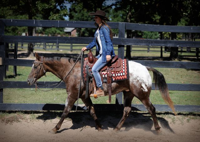 021-Frank-POA-gelding-for-sale