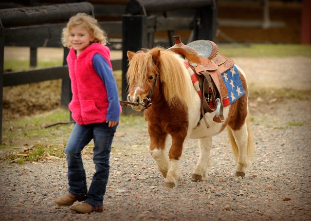 021-Poncho-Paint-pony-for-sale