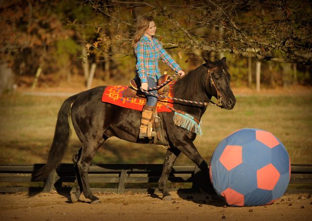 021-Thunder2-black-aqha-gelding-for-sale