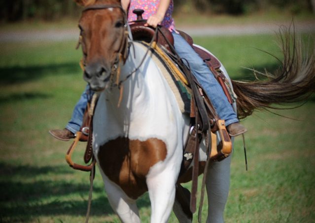 022-Amiga-APHA-Mare-For-Sale