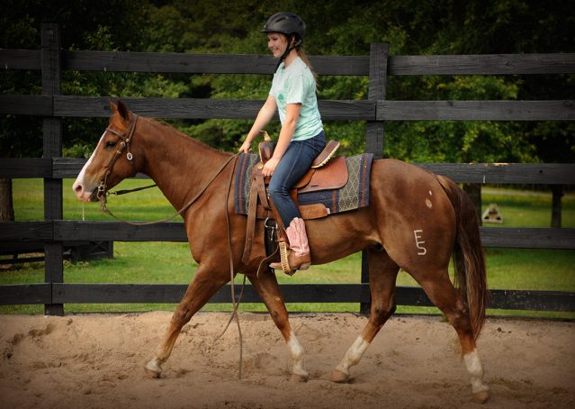 022-Smarty-AQHA-gelding-for-sale