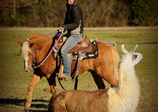 022-Sonney-Chestnut-pony-for-sale
