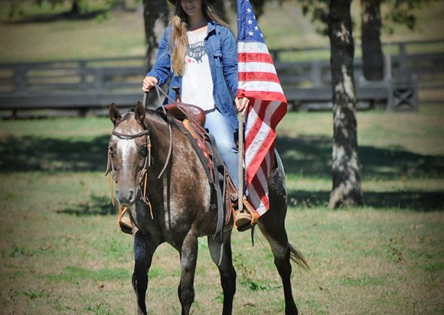 023-Frank-POA-gelding-for-sale