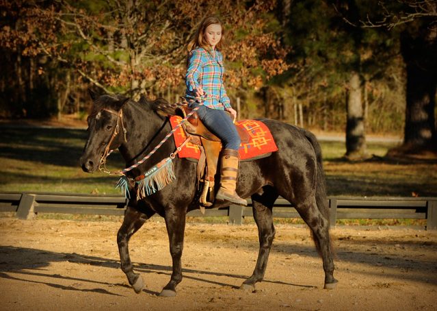 023-Thunder2-black-aqha-gelding-for-sale