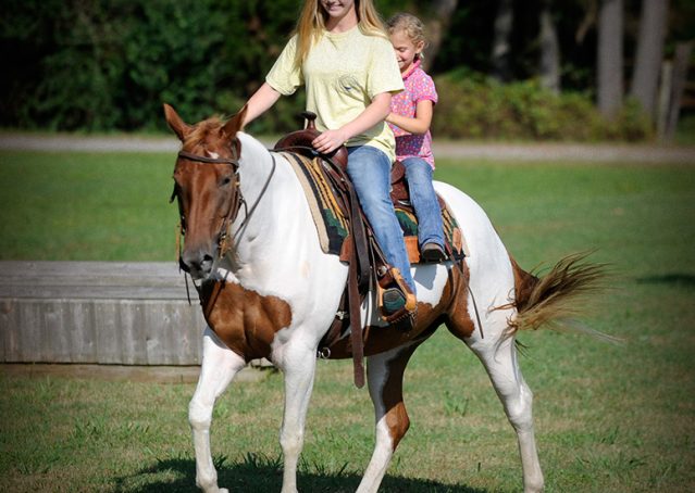 024-Amiga-APHA-Mare-For-Sale