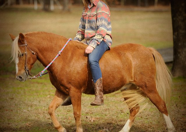 024-Sonney-Chestnut-pony-for-sale