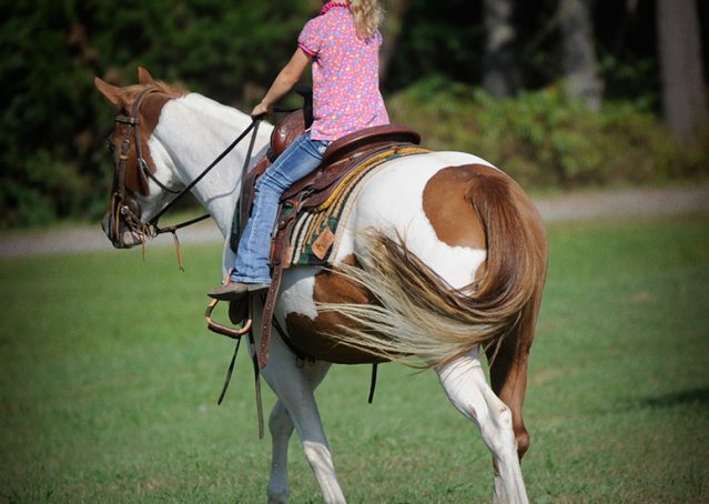 025-Amiga-APHA-Mare-For-Sale