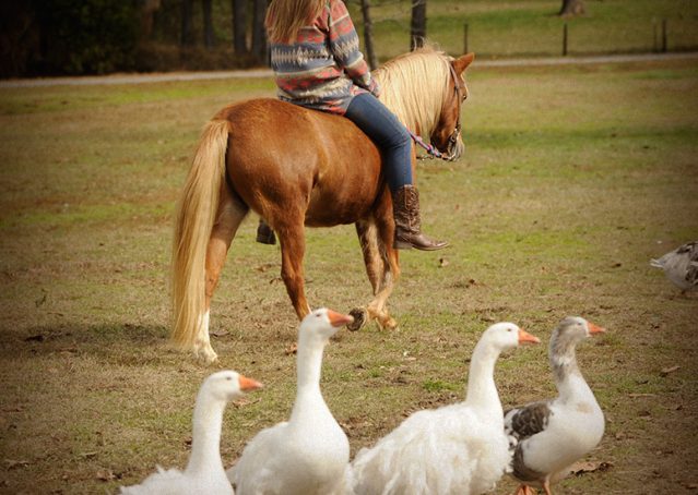 025-Sonney-Chestnut-pony-for-sale