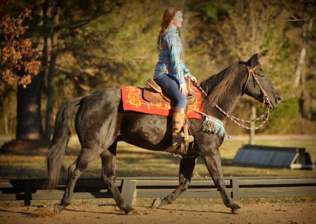 025-Thunder2-black-aqha-gelding-for-sale