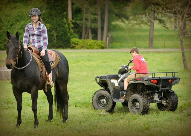 025-gunner-AQHA-gelding-for-sale