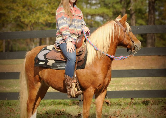 026-Sonney-Chestnut-pony-for-sale