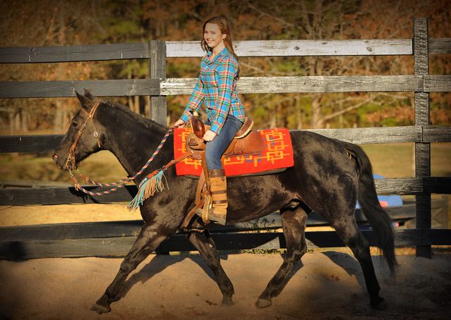 026-Thunder2-black-aqha-gelding-for-sale