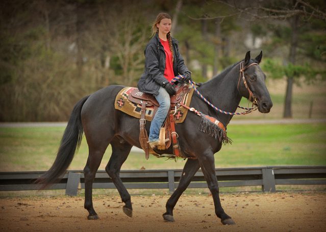027-Cajun-Black-quarter-horse-for-sale