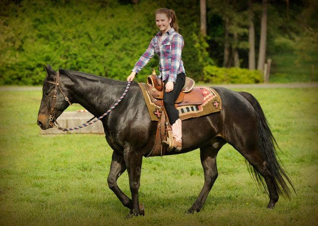 028-gunner-AQHA-gelding-for-sale
