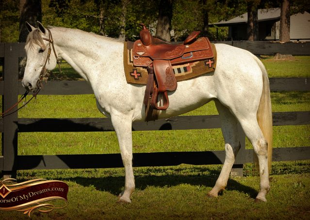 001-Kitty-Gray-AQHA-Mare-For-Sale