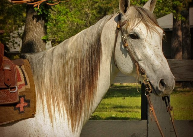 002-Kitty-Gray-AQHA-Mare-For-Sale