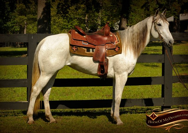 004-Kitty-Gray-AQHA-Mare-For-Sale
